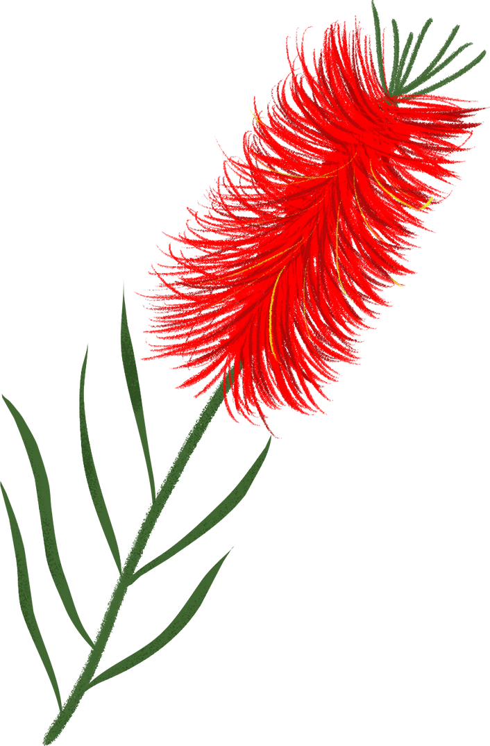 Gouache Australian Native Narrow Leaf bottlebrush